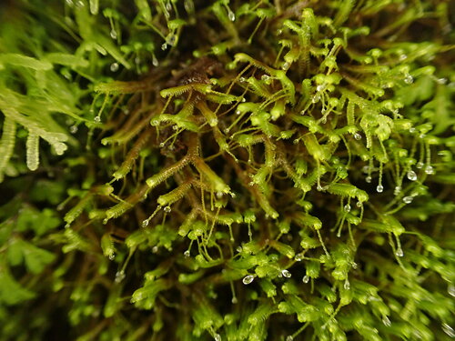 Acromastigum anisostomum