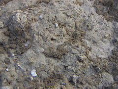 Ellipes minuta