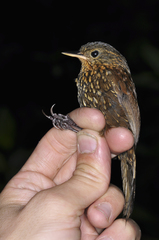 Spotted Barbtail photo 4