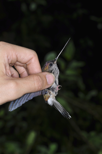 Androdon aequatorialis