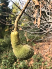 Aesculus californica