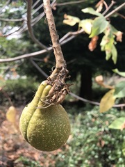 Aesculus californica