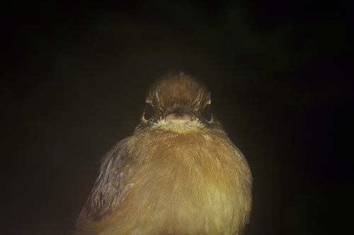 Myiobius villosus