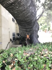 Araneus diadematus