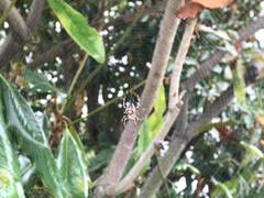 Araneus diadematus