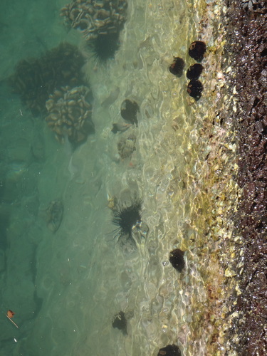 Diadema paucispinum observed 2019-01-02