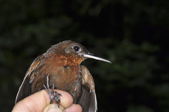 Dusky Leaftosser photo 4