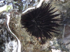 Echinometra oblonga