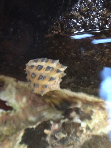 Drupa ricinus observed 2019-01-02