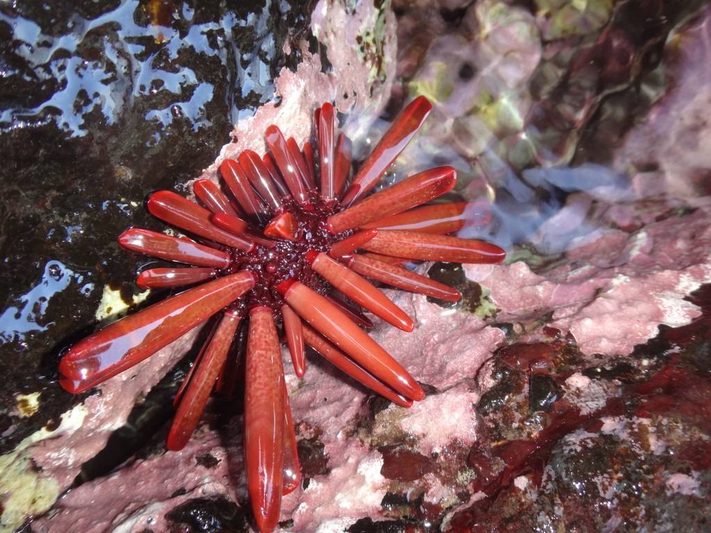 slate pencil urchin