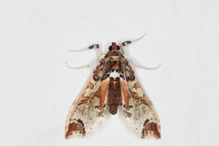 Neoleucinodes