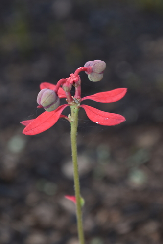Euphorbia strigosa