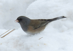 Junco hyemalis mearnsi