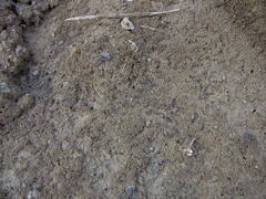 Ellipes minuta