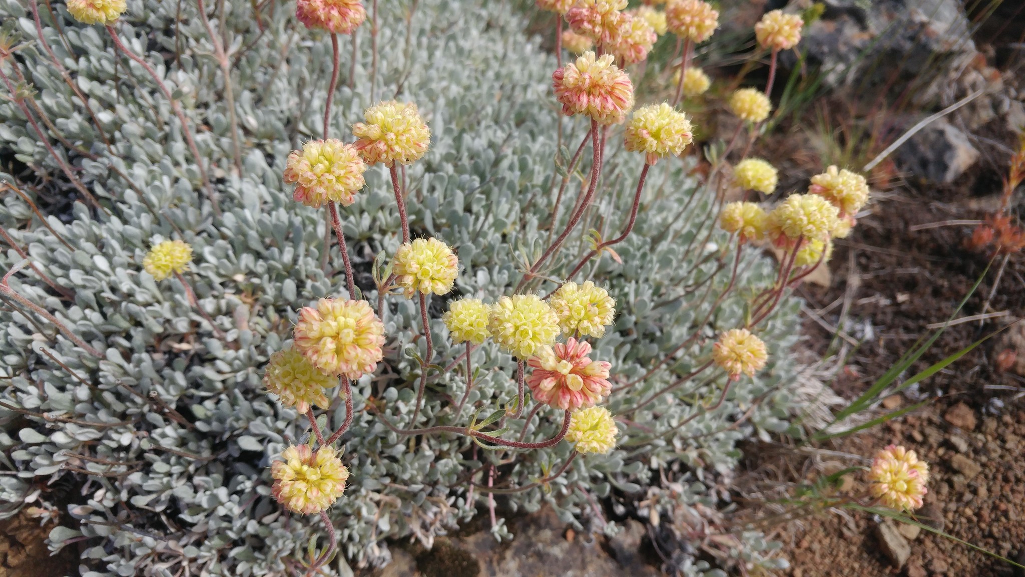 Eriogonum douglasii var. douglasii