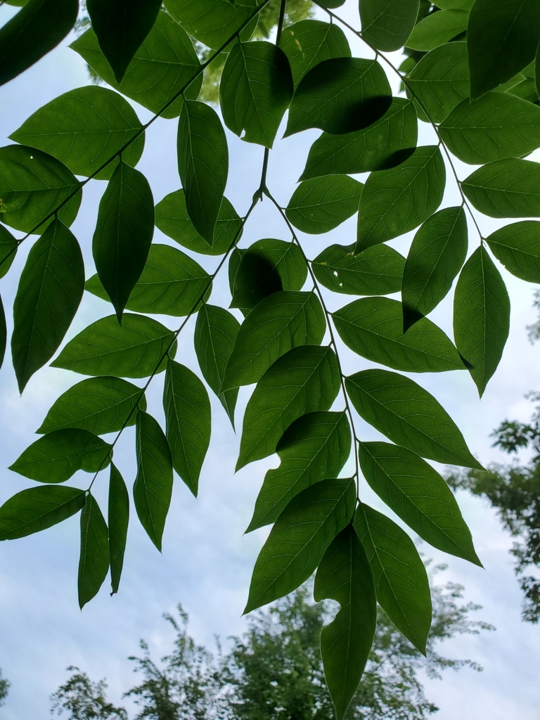 Kentucky coffeetree from Sand Creek Township, MN, USA on July 1, 2023 ...