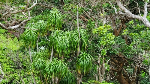 Dracaena halapepe