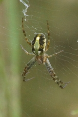 Novaranea queribunda