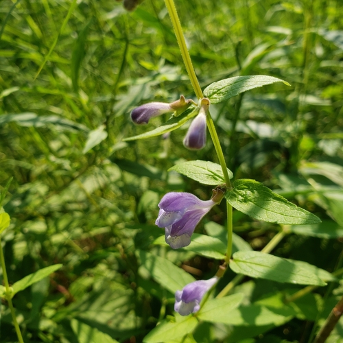 Marsh Skullcap