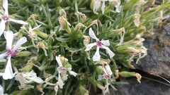 Phlox solivaga