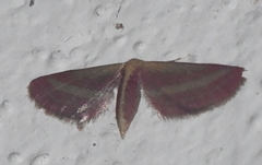 Leptostales laevitaria