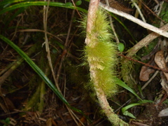 Dicranoloma menziesii