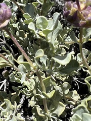 Salvia dorrii var. dorrii