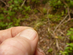 Dicranoloma menziesii