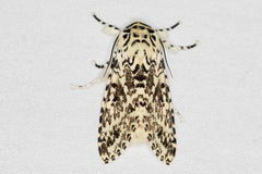 Lichnoptera
