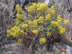 Sedum dendroideum