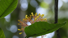 Palicourea guianensis image