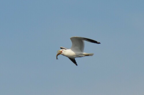 Ring-billed Gull photographed in New York