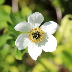 Anemonastrum