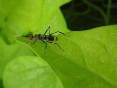 Taeniaptera angulata
