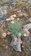 Erigeron disparipilus