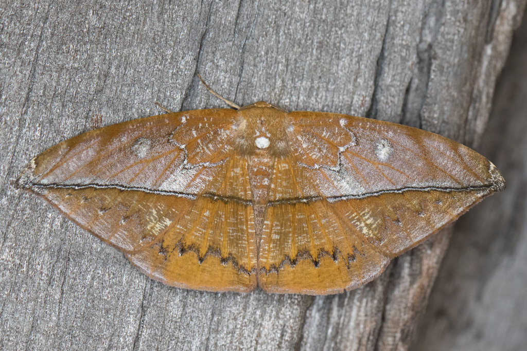 Oxydia translinquens
