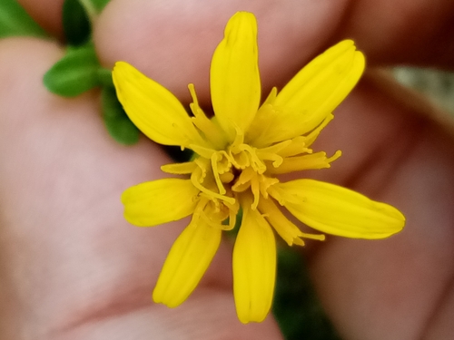 Image of Pectis multiflosculosa by (c) Pier Luiggi Maquilón, some rights reserved (CC BY)