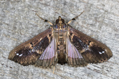 Diaphania costaricalis