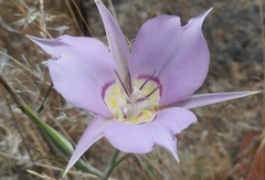 Calochortus macrocarpus macrocarpus