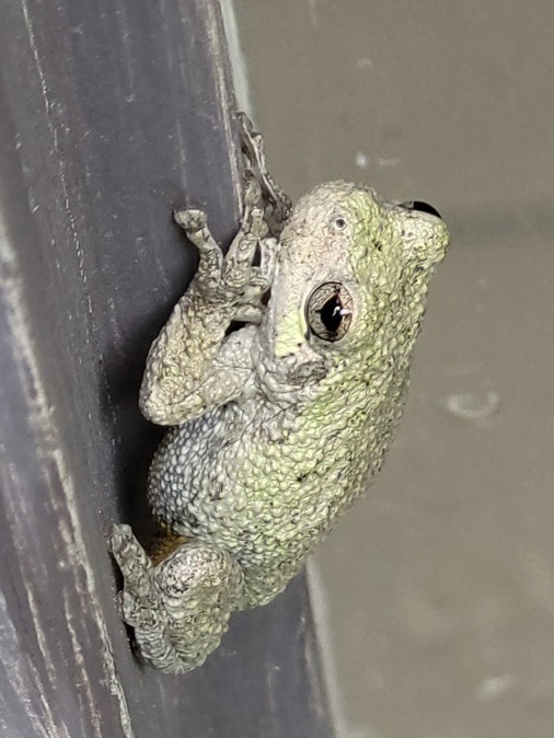 Gray Treefrog Species Complex from Graywing Ct, Columbia, MD, US on ...