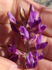 Astragalus lentiginosus borreganus