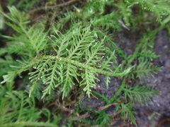 Thuidium cymbifolium