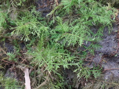 Thuidium cymbifolium