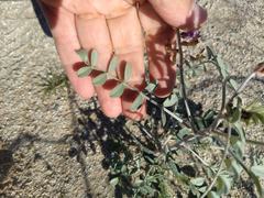 Astragalus lentiginosus borreganus