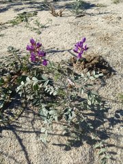 Astragalus lentiginosus borreganus