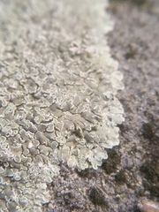 Protoparmeliopsis muralis