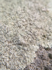 Protoparmeliopsis muralis