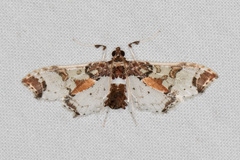Neoleucinodes