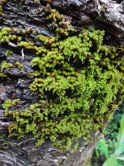 Macromitrium piliferum