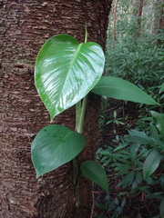 Epipremnum